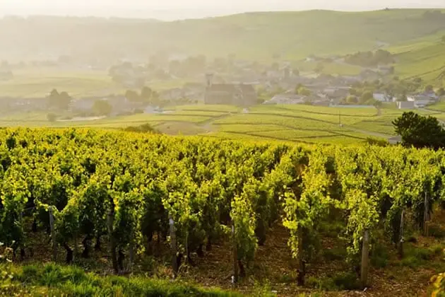 Burgundy vineyards on the Côte d'Or